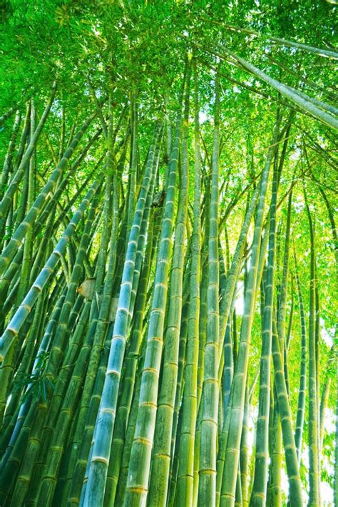 Green Bamboo Forest Stock Photo Image Of Close Jungle 45519980