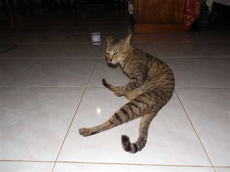 Psbattle Cat Wiping Butt On Kitchen Floor Rphotoshopbattles