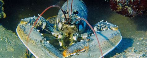 The Ultimate Guide To Key West Lobster Season