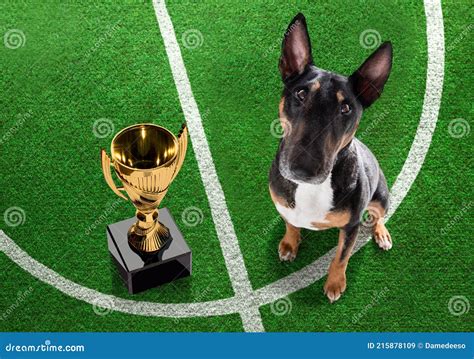 Soccer Player Dog Stock Image Image Of Funny Score 215878109