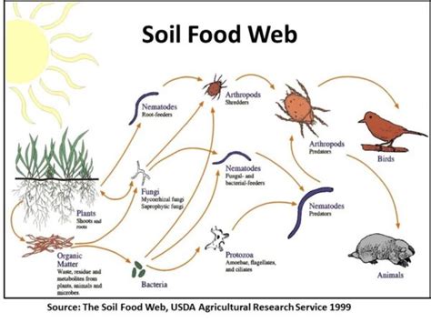 The Soil Food Web Part 1 Introduction Hunter Region Landcare Network