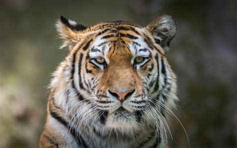Tiger 4k Hd Hd Animals 4k Wallpapers Images Backgrounds Photos And