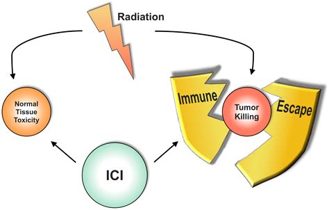 Ijms Free Full Text Combining Radiotherapy And Immunotherapy In