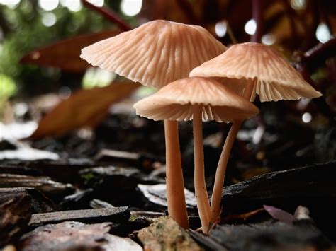 Free photo: Little Mushrooms - Brother, Friend, Green - Free Download ...