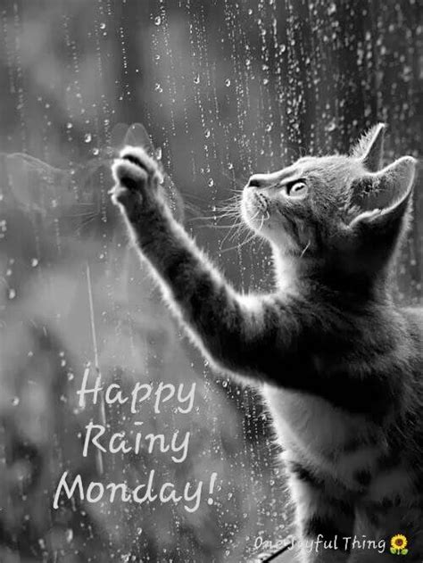 Happy Rainy Monday Kitten One Joyful Thing Joyful Things Good