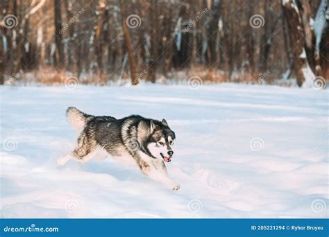 Siberian Husky Dog Running Outdoor In Snowy Park At Sunny Winter Day
