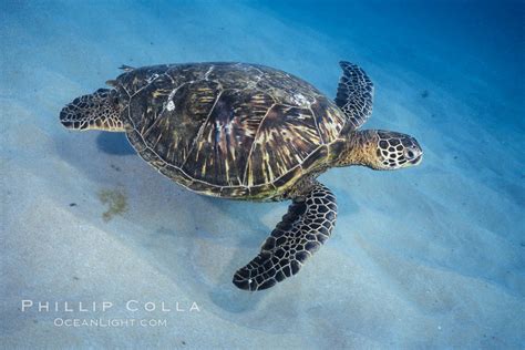 Green Sea Turtle Maui Hawaii Chelonia Mydas 04556