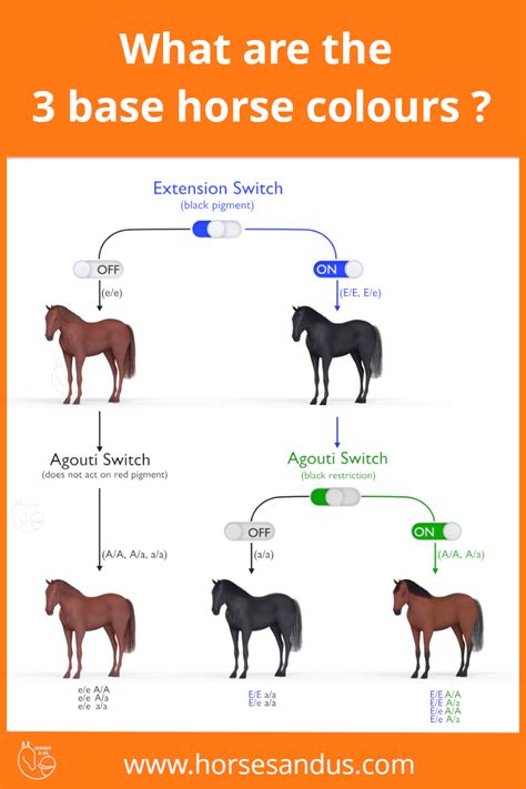 Genes Behind The 3 Base Horse Coat Colours Horse Coat Colors