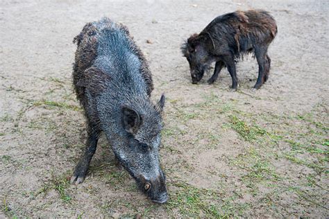 Wild Pig Razorback Hog Stock Photos Pictures And Royalty Free Images