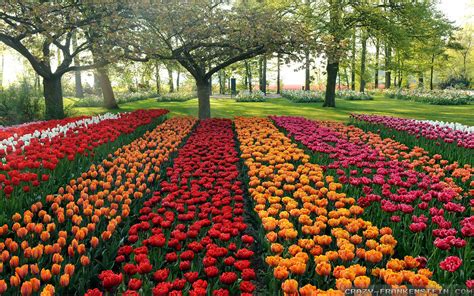 Rows Beautiful Flower Garden Wallpapers Free Hd For Desktop