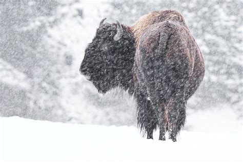 Buffalo In Snow Stock Photo Image Of Alberta Pretty 28298966