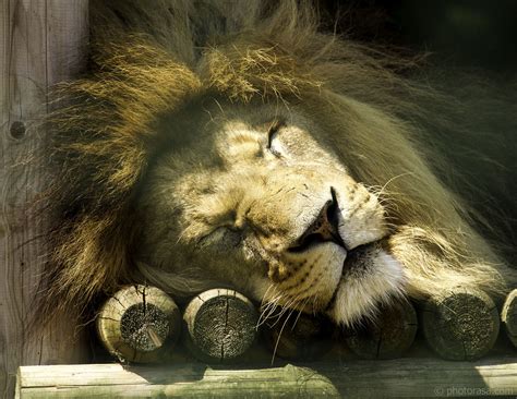 Sleeping Lion Photorasa Free Hd Photos