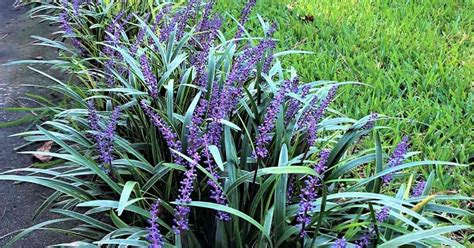 Liriope Muscari The Giant Evergreen Lily Turf Offers Year Round Beauty