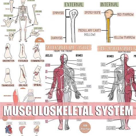 Musculoskeletal System Drawings Etsy Denmark