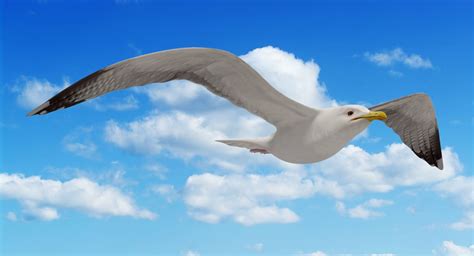 3d Seagull Flying Animation Model Seagull Animation Model