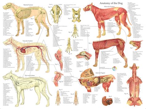Canine Muscle Anatomy Chart