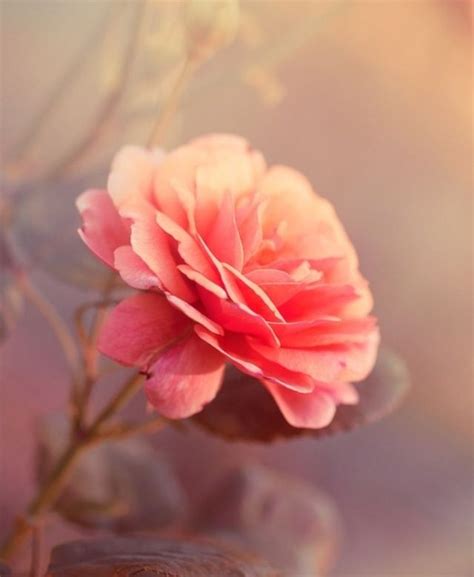 Check spelling or type a new query. Flowers | Flowers, Islam, Remembrance