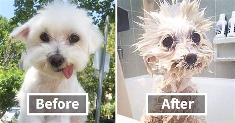 10 Funny Dog Pics Before And After A Bath Bored Panda