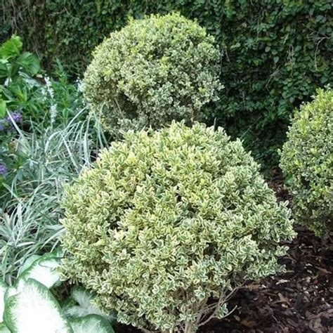 Dwarf Variegated Boxwood The Home Interior Ideas