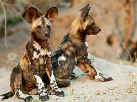 African Wild Dogs Live In Packs That Are Usually Dominated By A