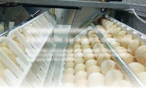 Recomendaciones Para La Incubación De Huevos De Pavos Industria Avícola