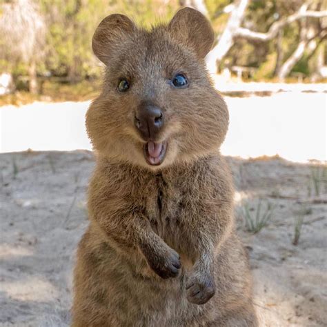 Quokkas are very friendly, which makes them very vulnerable. Suzana Paravac on Instagram: "Don't forget to smile ...