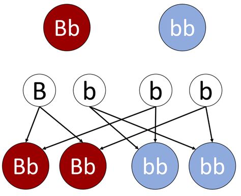 Genetic Cross Diagram Key Stage Wiki