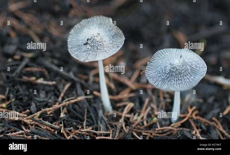 Early Morning View Of Two White Mushrooms Growing On Black Mulch Stock