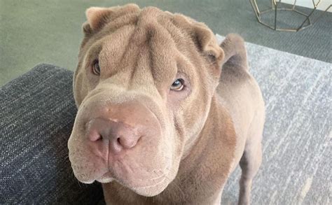 Shar Pei Dog Breed Information Guide Quirks Pictures Personality