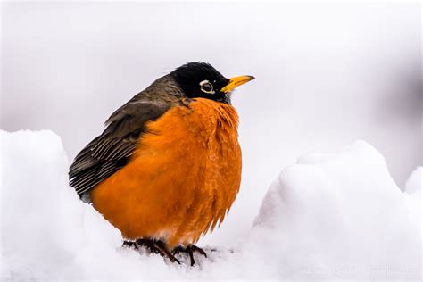 American Robin In The Snow Michael Mcauliffe Photography