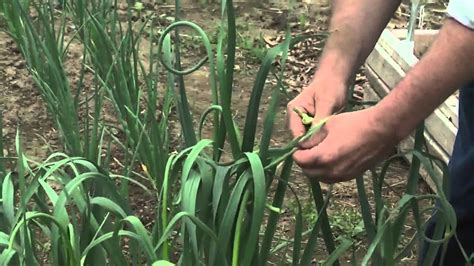Garlic In The Home Garden Removing Scapes Youtube