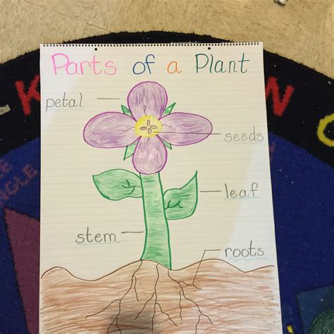 Charting The Parts Of A Plant And A Flower Parts Of A Plant Anchor