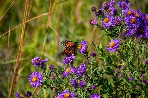 Butterfly And Wildflowers Monarch Butterfly On Wildflowers M Flickr