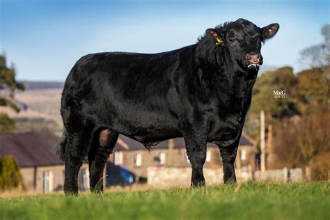 Semen For Sale Aberdeen Angus Cattle Society