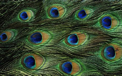 Peacock Feather Wallpapers Top Nh Ng H Nh Nh P