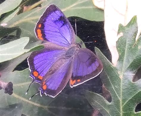 Sighting By William D Beck 6292019 In Arizona Naba Butterfly