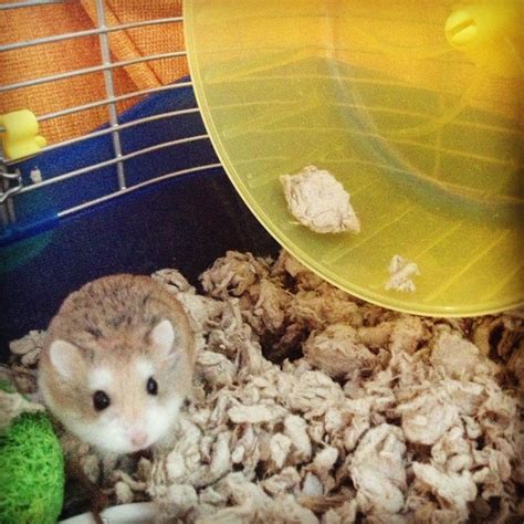 My Roborovski Dwarf Hamster Betsy Have The Same Cage It