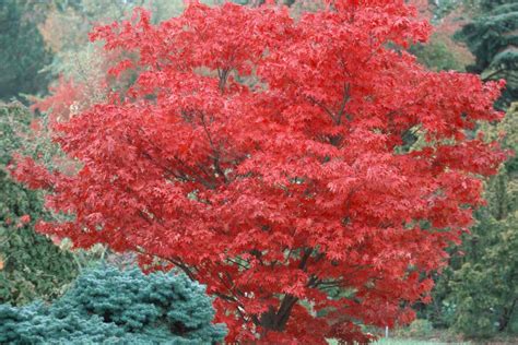 How To Grow And Care For Osakazuki Japanese Maple