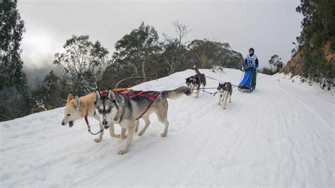 Sled Dogs Take To The Snow At Mt Buller Dog Sledding Dogs Sled