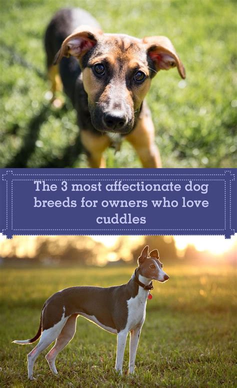 The 3 Most Affectionate Dog Breeds For Owners Who Love Cuddles Dog