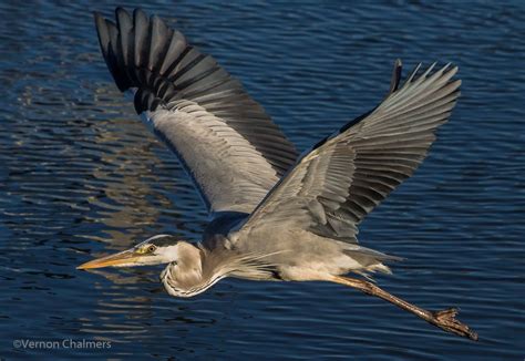 Vernon Chalmers Photography Training Grey Heron In Early Morning Light