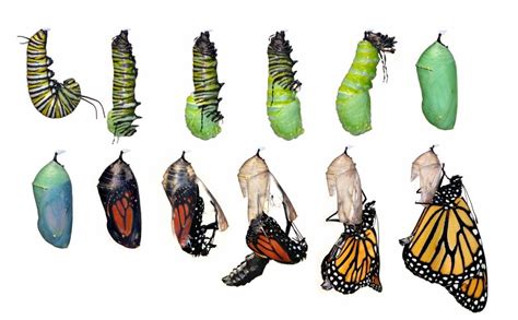 Butterfly Meteamorphosis Metamorfose Borboleta Ciclo De Vida Da