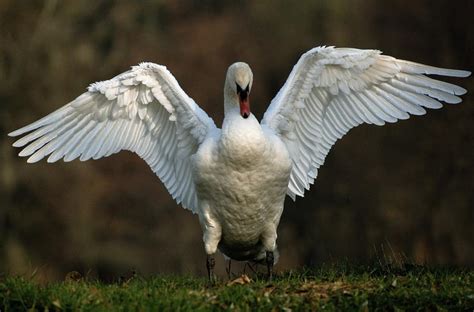 Swan With Wings Spread Palace Park Photograph By Raymond Gehman