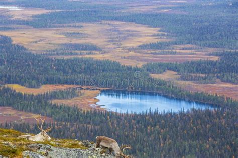 Reindeers In Yllas Pallastunturi National Park Lapland Northern