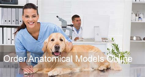 Yysdh Canine Dental Model Animal Body Anatomy Replica Of Dog Jaw Common