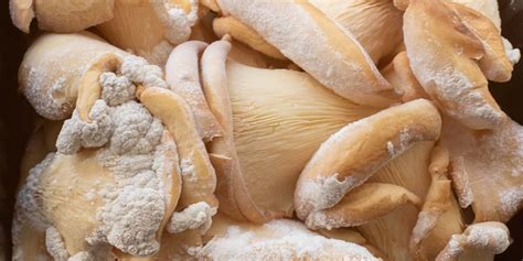 The bottle has only a very slight bitter odor, and does not appear at all to be going bad. How Long Do Mushrooms Last? - GroCycle