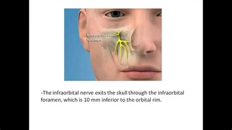 Инфраорбитальный нерв анатомия ориентиры на лице фото презентация