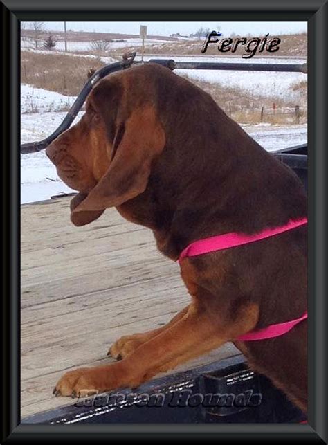 Liver and tan bloodhounds are also very popular.17 x research source. Liver and Tan Bloodhound Puppy