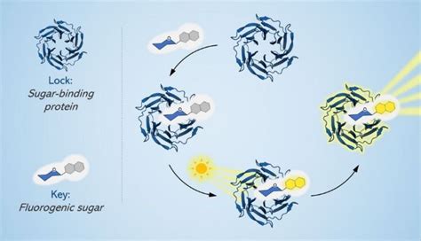 Shedding New Light On Sugars The Dark Matter Of Cellular Biology