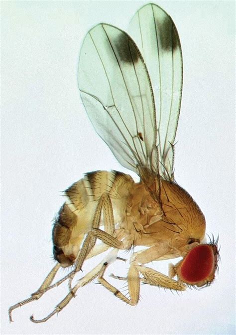 Spotted Wing Drosophila Drosophila Suzukii North Central Ipm Center